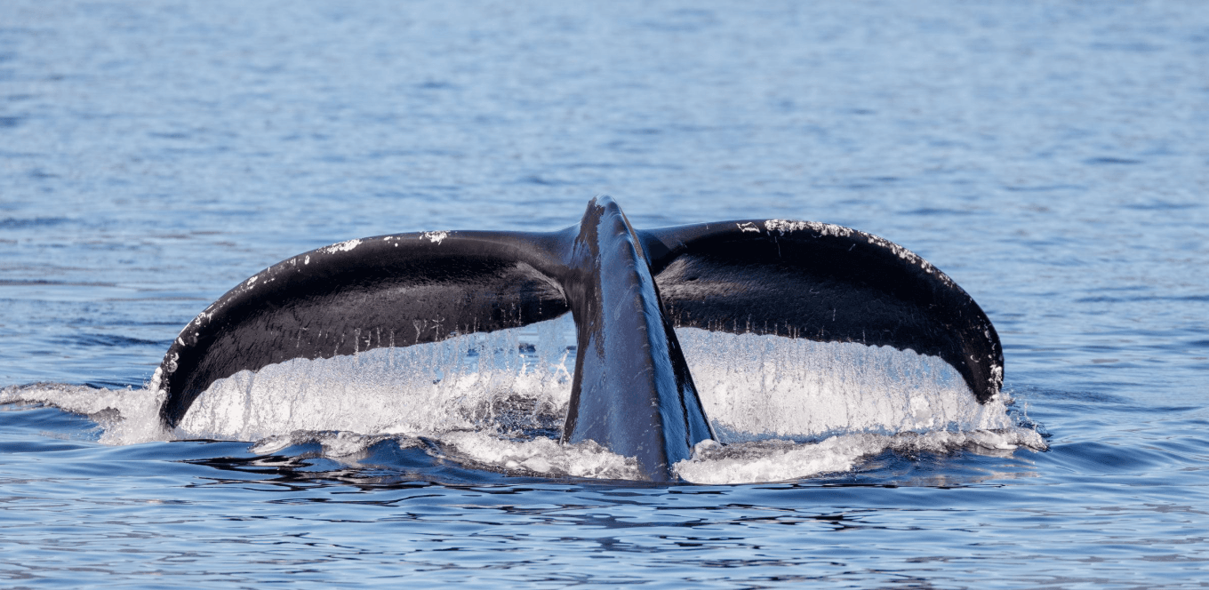 ¿Qué sucede en un viaje de avistamiento de ballenas en Samaná?