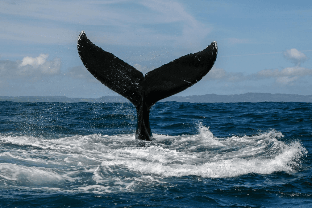 Samaná Whale Watching With Kids: Family Guide 2027 - Day Trips Tour Guide