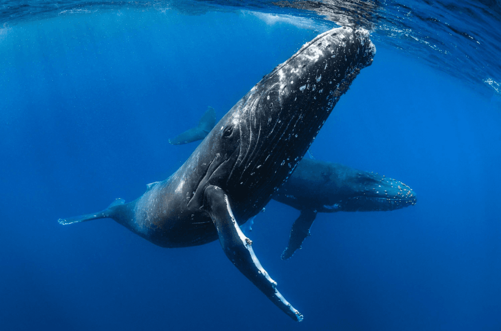 Why Do Humpback Whales Have Such Long Pectoral Fins? - Day Trips Tour Guide