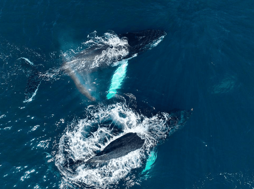 How Do Humpback Whale Calves Learn to Swim in Samaná Bay? - Day Trips Tour Guide
