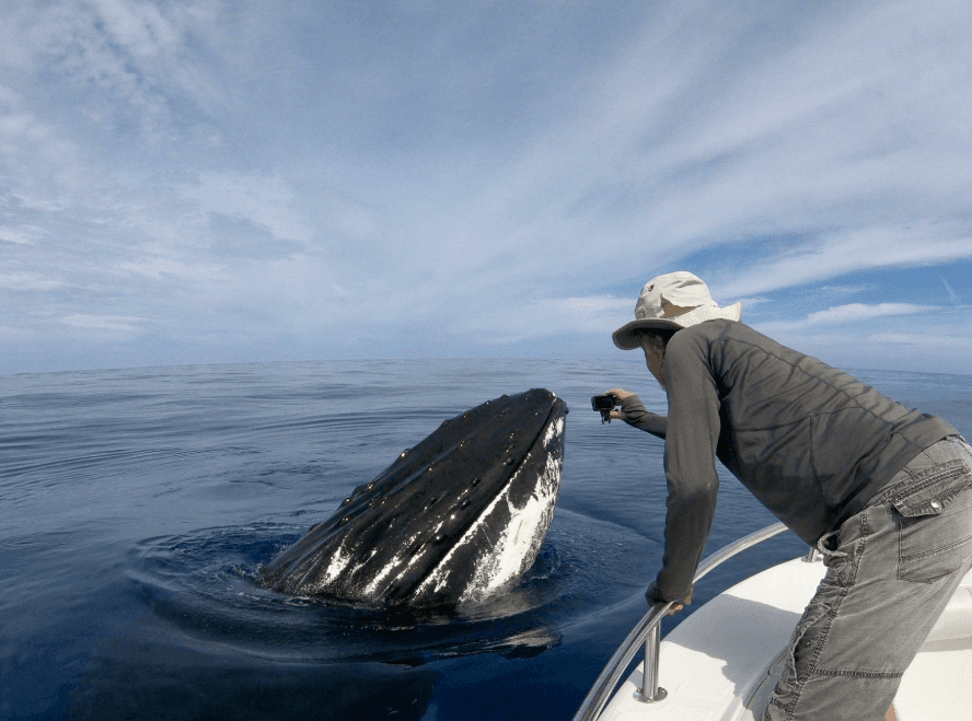 Tour de avistamiento de ballenas en Samaná vs charter privado