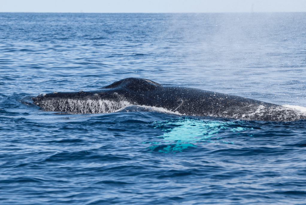 Why Humpback Whales Surface at Different Angles - Day Trips Tour Guide