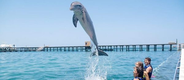Nadar com golfinhos em Punta Cana - Melhor descoberta de golfinhos de 60 minutos