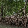 Los Haitises Kayak & Caño Hondo Pools – Group Tour From Miches - Image 2