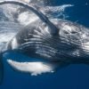 Whale Watching + Cayo Levantado Freedom - Bild 10