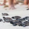 Bavaro: Saona Island VIP Speedboat Tour with Open Bar - Bild 7