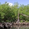 From Punta Cana: Los Haitises and Redonda Mountain Day Trip - Image 10