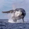 Half-Day Whale Watching Tour in Miches – Unforgettable Marine Adventure - Image 6