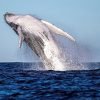 Half-Day Whale Watching Tour in Miches – Unforgettable Marine Adventure - Image 8