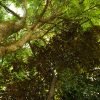 Horseback Riding Adventure to Salto Baiguate - Image 5